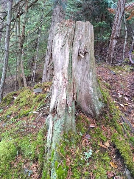 tree stump pender island