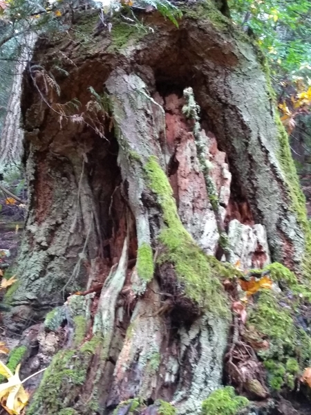 Hercules tree stump pender island