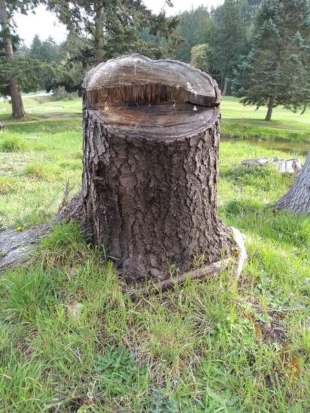 tree stump pender island