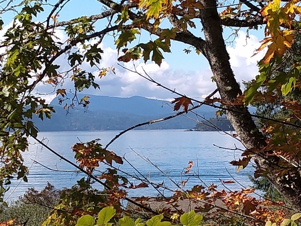 view from MacKinnon Road