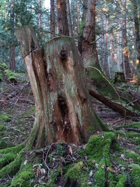tree stump pender island