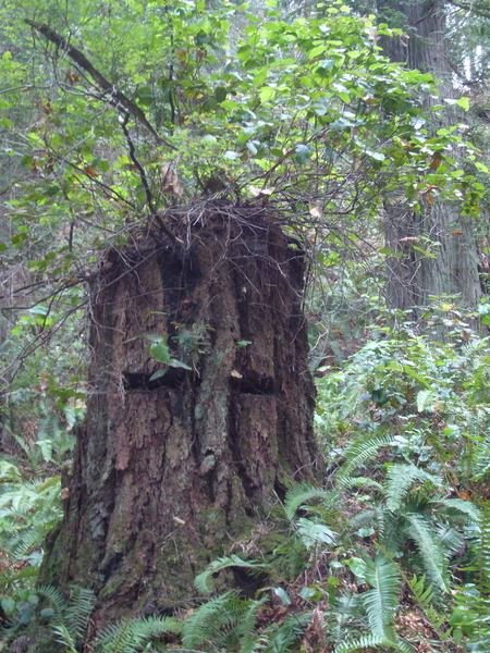 tree stump pender island